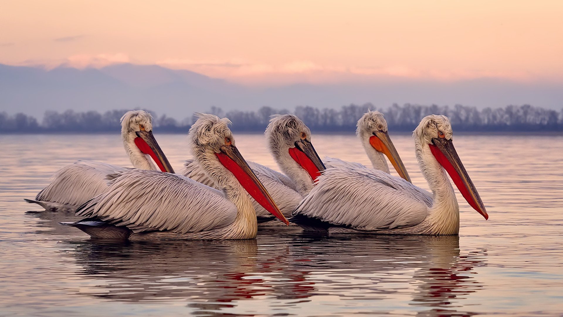 篮球联赛市场影响力提升,篮球联赛的目的