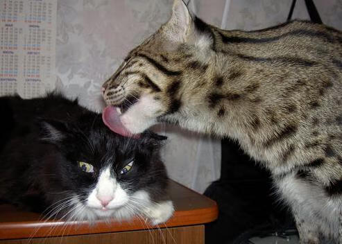 NBA球队青训体系建设与人才培养，nba球队训练