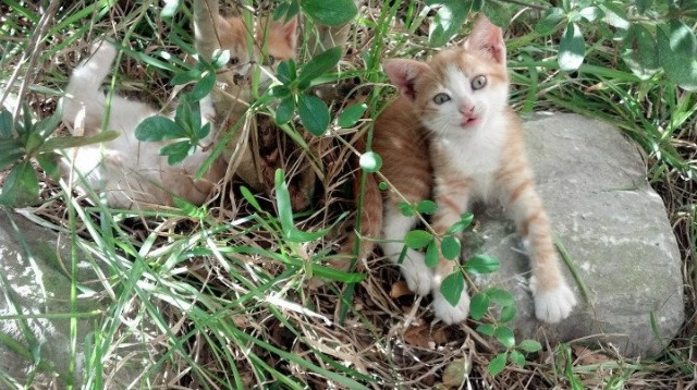 国际米兰防线稳定化解对方冲击,国际米兰战术